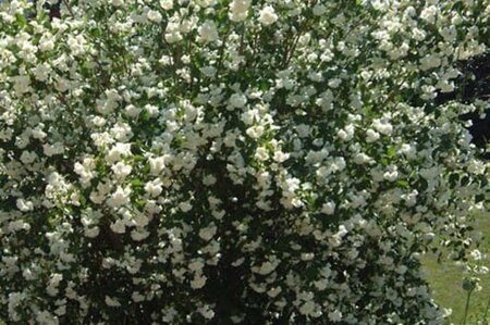 Philadelphus 'Schneesturm' 50-60 cm cont. 3,0L - afbeelding 1