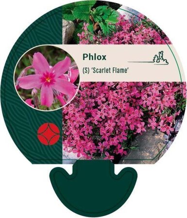 Phlox (S) 'Scarlet Flame' geen maat specificatie 0,55L/P9cm - afbeelding 1