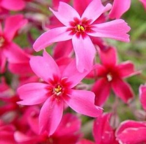 Phlox (S) 'Scarlet Flame' geen maat specificatie 0,55L/P9cm - afbeelding 2