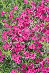 Phlox (S) 'Scarlet Flame' geen maat specificatie 0,55L/P9cm - afbeelding 3