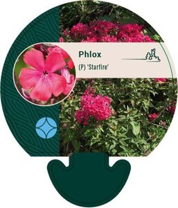 Phlox (P) 'Starfire' geen maat specificatie 0,55L/P9cm