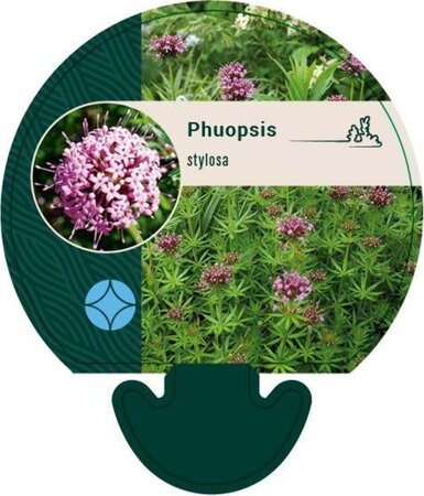 Phuopsis stylosa geen maat specificatie 0,55L/P9cm - afbeelding 6