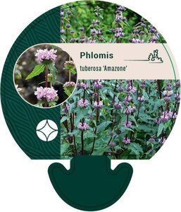 Phlomis tuberosa 'Amazone' geen maat specificatie 0,55L/P9cm - afbeelding 3