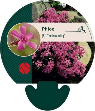 Phlox (S) 'Temiskaming' geen maat specificatie 0,55L/P9cm - afbeelding 3