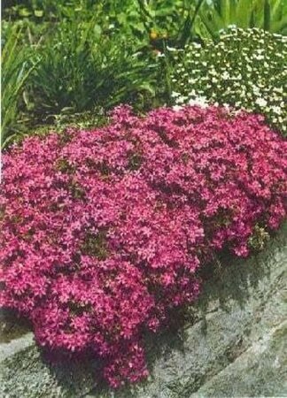 Phlox (S) 'Temiskaming' geen maat specificatie 0,55L/P9cm - afbeelding 1