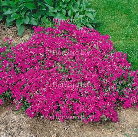 Phlox (S) 'Temiskaming' geen maat specificatie 0,55L/P9cm - afbeelding 2