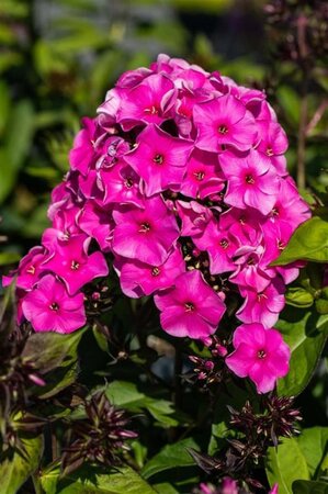 Phlox (P) 'Tenor' geen maat specificatie 0,55L/P9cm - afbeelding 1