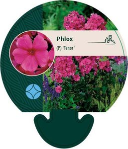 Phlox (P) 'Tenor' geen maat specificatie 0,55L/P9cm - afbeelding 2