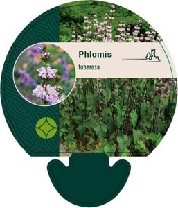 Phlomis tuberosa geen maat specificatie 0,55L/P9cm - afbeelding 6