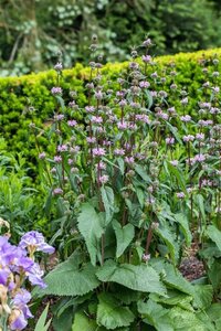 Phlomis tuberosa geen maat specificatie 0,55L/P9cm - afbeelding 4