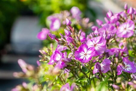 Phlox (P) 'Uspech' geen maat specificatie 0,55L/P9cm - afbeelding 1