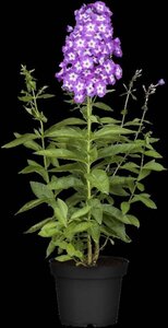 Phlox (P) 'Uspech' geen maat specificatie 0,55L/P9cm - afbeelding 2