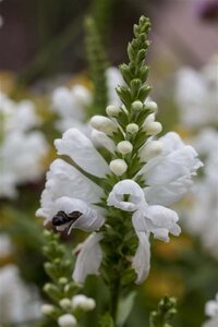 Physostegia v. 'Alba' geen maat specificatie 0,55L/P9cm - afbeelding 1