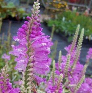 Physostegia v. 'Bouquet Rose' geen maat specificatie 0,55L/P9cm - afbeelding 2