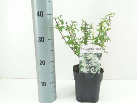 Philadelphus 'Virginal' 30-40 cm cont. 2,0L - afbeelding 2