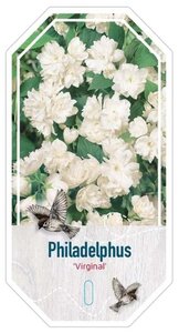 Philadelphus 'Virginal' 30-40 cm cont. 3,0L