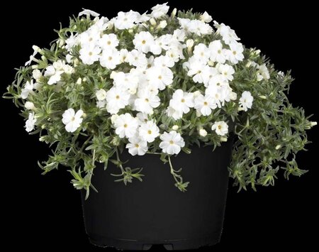 Phlox (P) 'White Admiral' geen maat specificatie 0,55L/P9cm - afbeelding 1