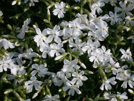 Phlox (P) 'White Admiral' geen maat specificatie 0,55L/P9cm - afbeelding 2