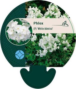 Phlox (P) 'White Admiral' geen maat specificatie 0,55L/P9cm - afbeelding 4