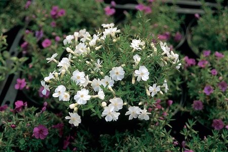 Phlox (P) 'White Admiral' geen maat specificatie 0,55L/P9cm - afbeelding 3