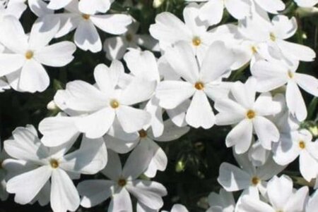 Phlox (S) 'White Delight' geen maat specificatie 0,55L/P9cm - afbeelding 1