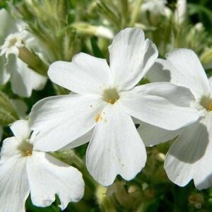 Phlox (S) 'White Delight' geen maat specificatie 0,55L/P9cm - afbeelding 5