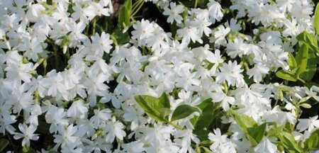 Phlox (S) 'White Delight' geen maat specificatie 0,55L/P9cm - afbeelding 2