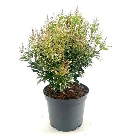 Pieris jap. Polar Passion 25-30 cm cont. 3,0L