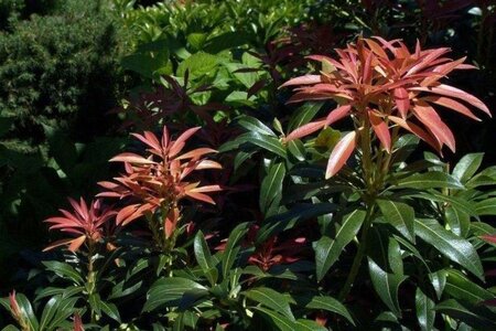 Pieris 'Forest Flame' 25-30 cm cont. 3,0L - afbeelding 1