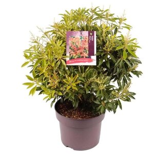 Pieris 'Forest Flame' 30-40 cm cont. 5,0L - afbeelding 6