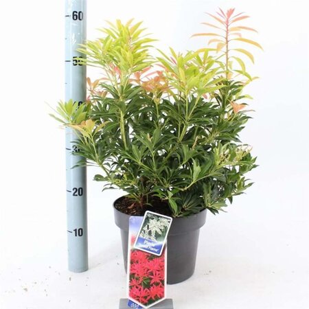 Pieris 'Forest Flame' 30-40 cm cont. 5,0L - afbeelding 2