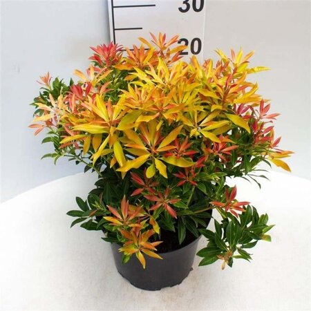 Pieris 'Forest Flame' 30-40 cm cont. 5,0L - afbeelding 1