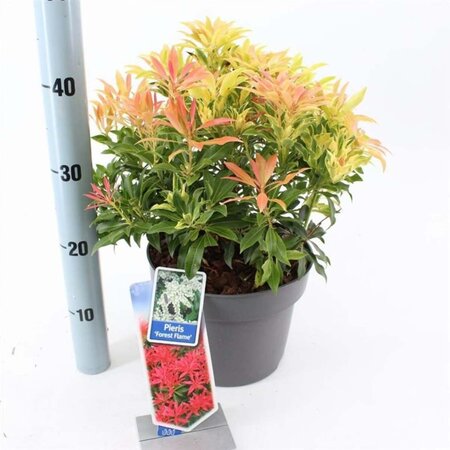 Pieris 'Forest Flame' 30-40 cm cont. 5,0L - afbeelding 3