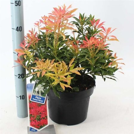 Pieris 'Forest Flame' 30-40 cm cont. 5,0L - afbeelding 4