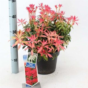 Pieris 'Forest Flame' 30-40 cm cont. 5,0L - afbeelding 5