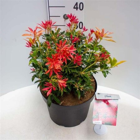 Pieris 'Forest Flame' 40-50 cm cont. 10L - afbeelding 3