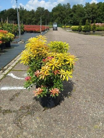 Pieris 'Forest Flame' 40-50 cm cont. 10L - afbeelding 1