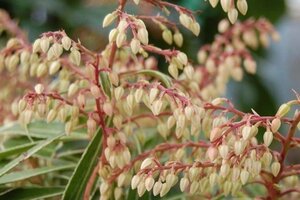 Pieris 'Flaming Silver' 25-30 cm cont. 3,0L - afbeelding 2