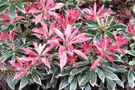 Pieris 'Flaming Silver' 25-30 cm cont. 3,0L - afbeelding 3