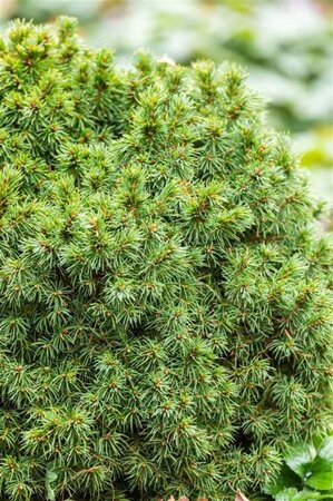 Picea gl. 'Alberta Globe' 15-20 cm cont. 3,0L - afbeelding 2