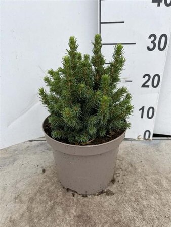 Picea gl. 'Alberta Globe' 15-20 cm cont. 3,0L - afbeelding 3