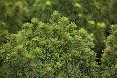 Picea gl. 'Alberta Globe' 20-25 cm cont. 5,0L - afbeelding 1