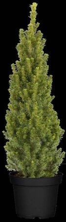 Picea gl. 'Conica' 40-60 cm cont. 3,0L - afbeelding 1