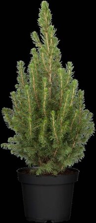 Picea gl. 'Conica' 40-60 cm cont. 3,0L - afbeelding 2