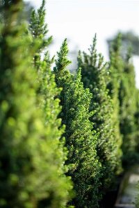 Picea gl. 'Conica' 40-60 cm cont. 3,0L - afbeelding 3