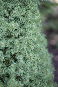 Picea gl. 'Conica' 40-60 cm cont. 3,0L - afbeelding 4