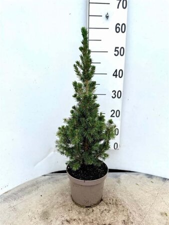 Picea gl. 'Conica' 40-60 cm cont. 3,0L - afbeelding 5