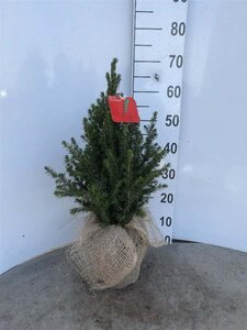 Picea gl. 'Conica' 40-60 cm cont. 3,0L - afbeelding 6