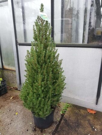 Picea gl. 'Conica' 90-100 cm cont. 10L