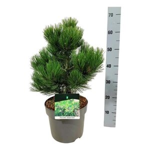 Pinus heldreichii 'Compact Gem' 30-40 cm cont. 7,5L - afbeelding 4